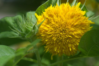 Картинка цветы подсолнухи желтый