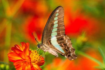 Картинка животные бабочки бабочка цветок