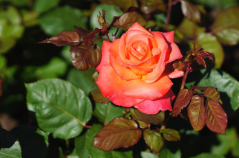 Картинка цветы розы лепестки