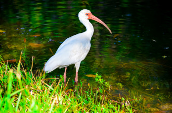 Картинка животные ибисы колпицы цапля река