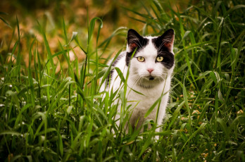 Картинка животные коты котяра