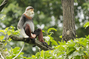 Картинка животные обезьяны чудик