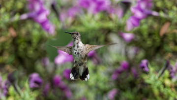 обоя животные, колибри