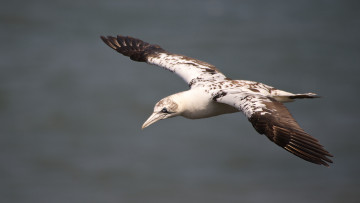 Картинка животные олуши крылья полет поморник размах
