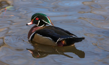 Картинка животные утки вода мандаринка утка