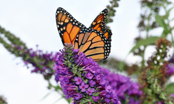 Картинка животные бабочки цветок бабочка