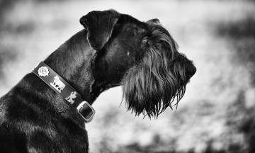 Картинка животные собаки ошейник голова собака