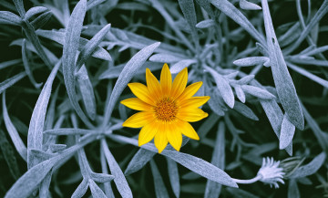 Картинка цветы газания стебли листья цветок