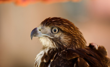 Картинка животные птицы хищники орел голова клюв