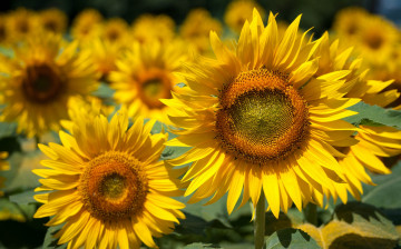 Картинка цветы подсолнухи корзинка стебель