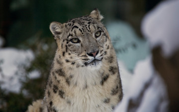 Картинка животные снежный барс ирбис морда