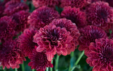 Картинка цветы хризантемы бордо