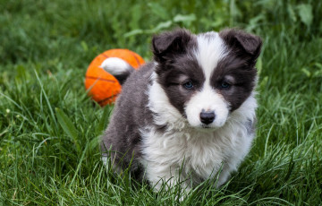 Картинка животные собаки щенок