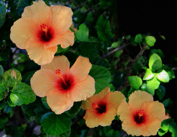 Обои картинки фото цветы, гибискусы, гибискус