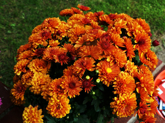 Обои картинки фото цветы, хризантемы, оранжевый