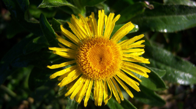 Обои картинки фото цветы, луговые, полевые, жёлтенький