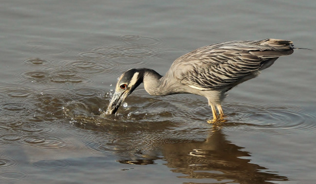 Обои картинки фото животные, цапли, вода, цапля
