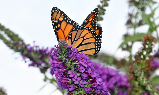 Обои картинки фото животные, бабочки, цветок, бабочка