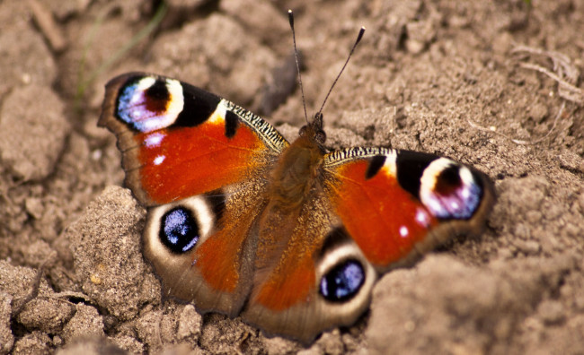 Обои картинки фото животные, бабочки, бабочка