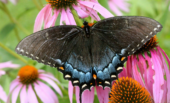 Обои картинки фото животные, бабочки, бабочка, цветок