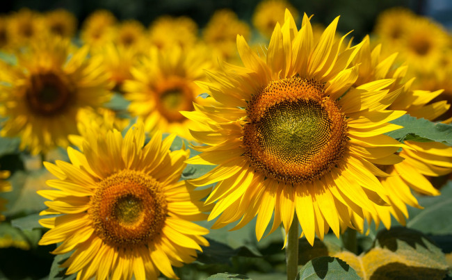 Обои картинки фото цветы, подсолнухи, корзинка, стебель