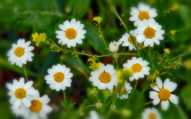 Обои картинки фото цветы, ромашки, лепестки