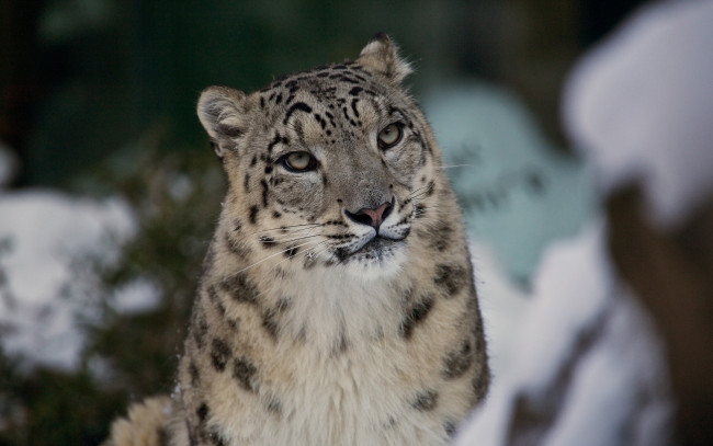 Обои картинки фото животные, снежный, барс, ирбис, морда