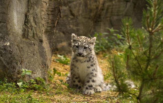 Обои картинки фото животные, снежный, барс, ирбис, котенок