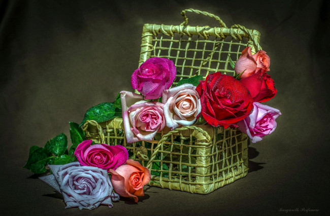 Обои картинки фото цветы, розы, сиреневый, красный, розовый