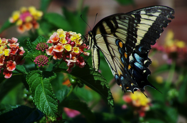 Обои картинки фото животные, бабочки, бабочка, цветы