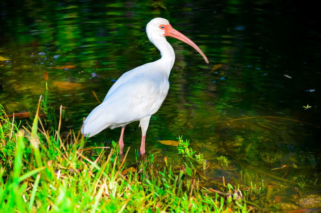 Обои картинки фото животные, ибисы, колпицы, цапля, река