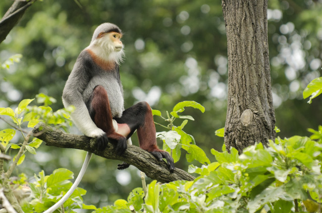 Обои картинки фото животные, обезьяны, чудик