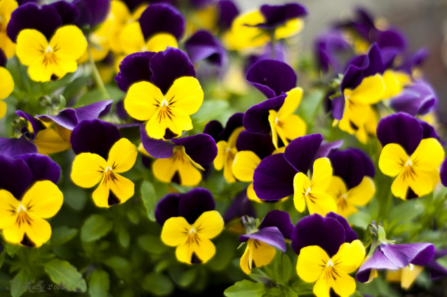 Обои картинки фото цветы, анютины, глазки, садовые, фиалки, пестрый
