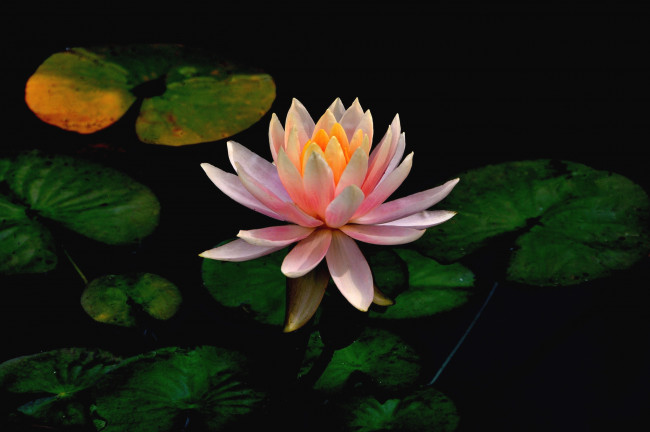 Обои картинки фото цветы, лилии, водяные, нимфеи, кувшинки, розовый