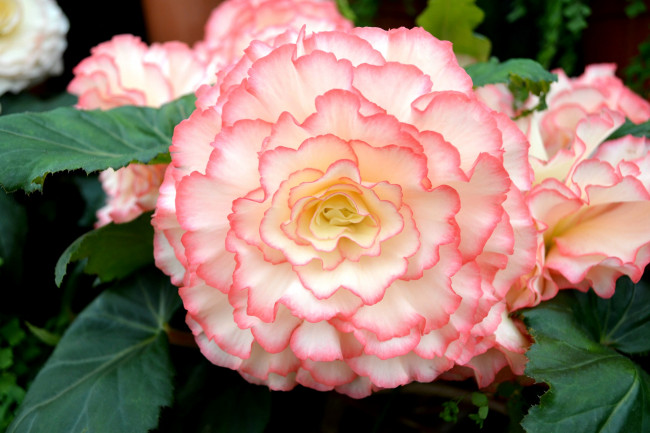 Обои картинки фото цветы, бегония, макро