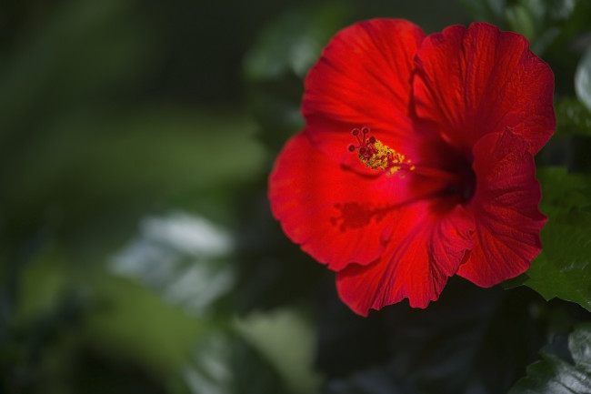 Обои картинки фото цветы, гибискусы, красный