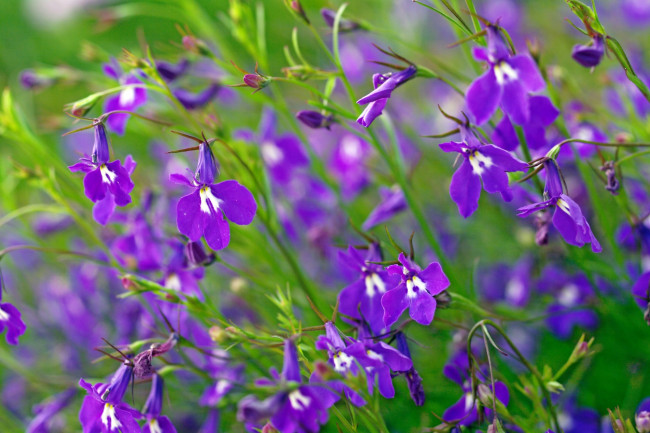 Обои картинки фото цветы, лобелии, фиолетовый