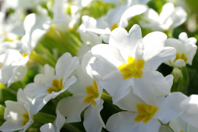 Обои картинки фото цветы, примулы, свет, макро