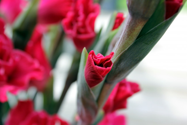 Обои картинки фото цветы, гладиолусы, розовый, бутоны