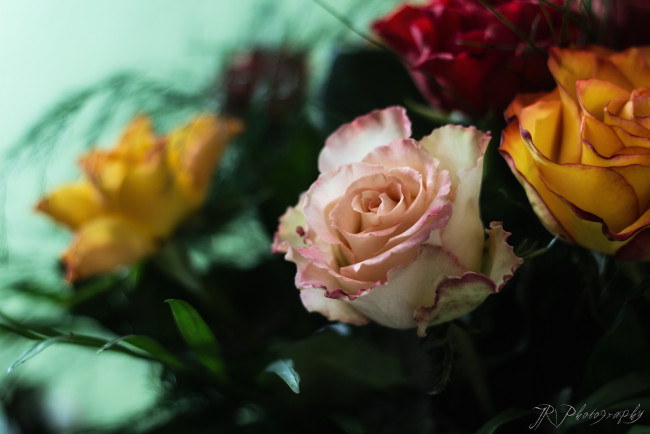 Обои картинки фото цветы, розы, букет