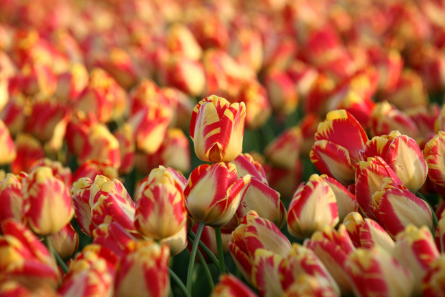 Обои картинки фото цветы, тюльпаны, пестрый