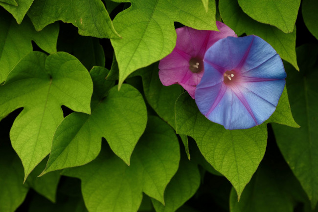 Обои картинки фото цветы, вьюнки, ипомеи, ипомея