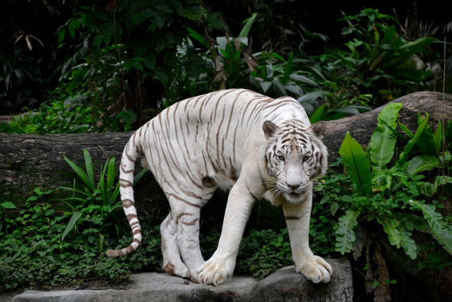 Обои картинки фото животные, тигры, хищник