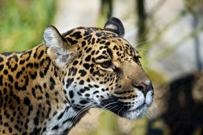 Обои картинки фото животные, Ягуары, морда, ягуар