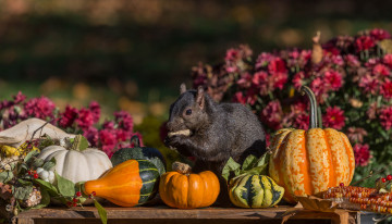 Картинка животные белки пир белка