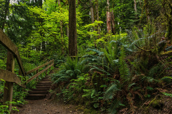 Картинка природа дороги тропа лес ступеньки