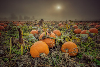 Картинка природа плоды тыквы паутина поле