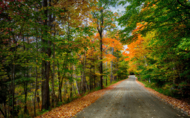 Обои картинки фото природа, дороги, шоссе, лес