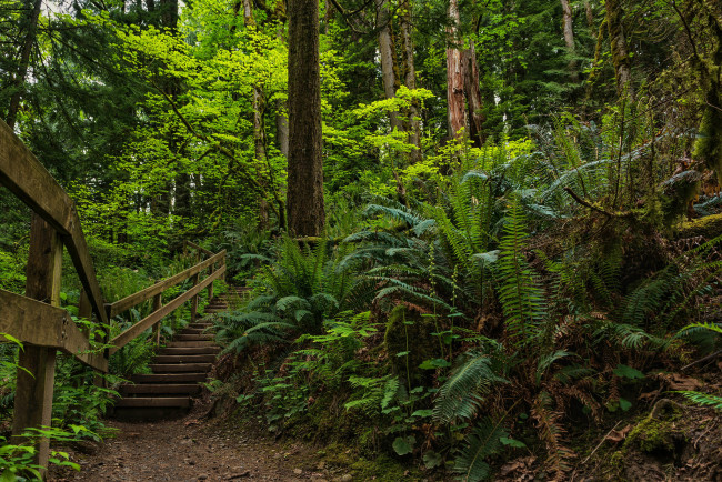 Обои картинки фото природа, дороги, тропа, лес, ступеньки