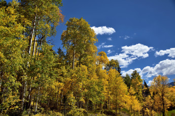 Картинка природа лес деревья